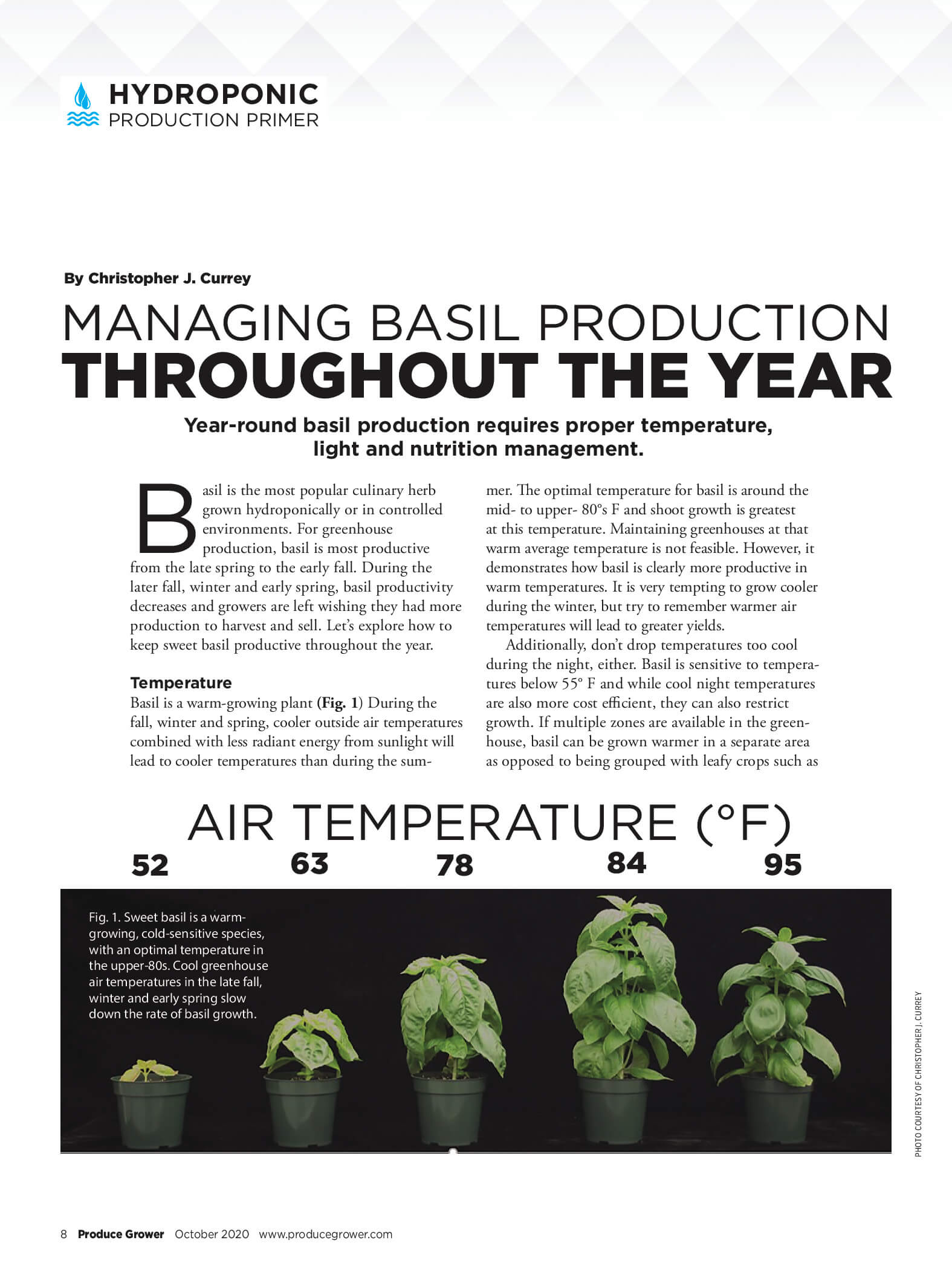 Managing Basil Production