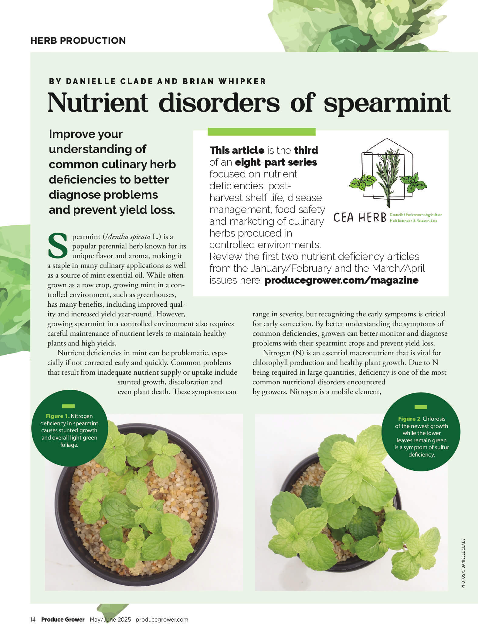 Nutrient Disorders of Spearmint