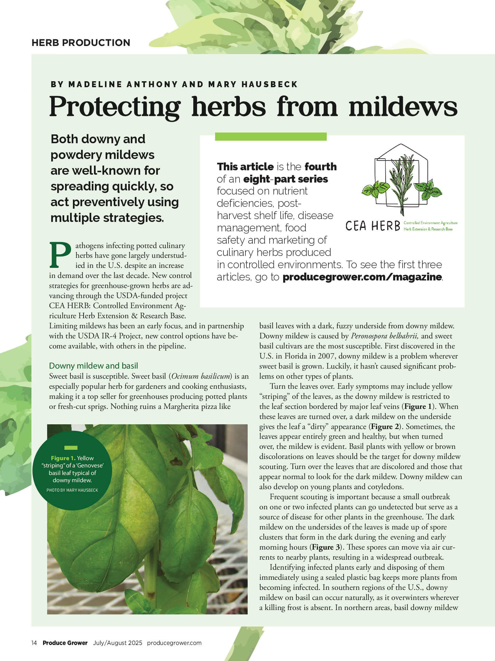 Protecting Herbs From Mildews