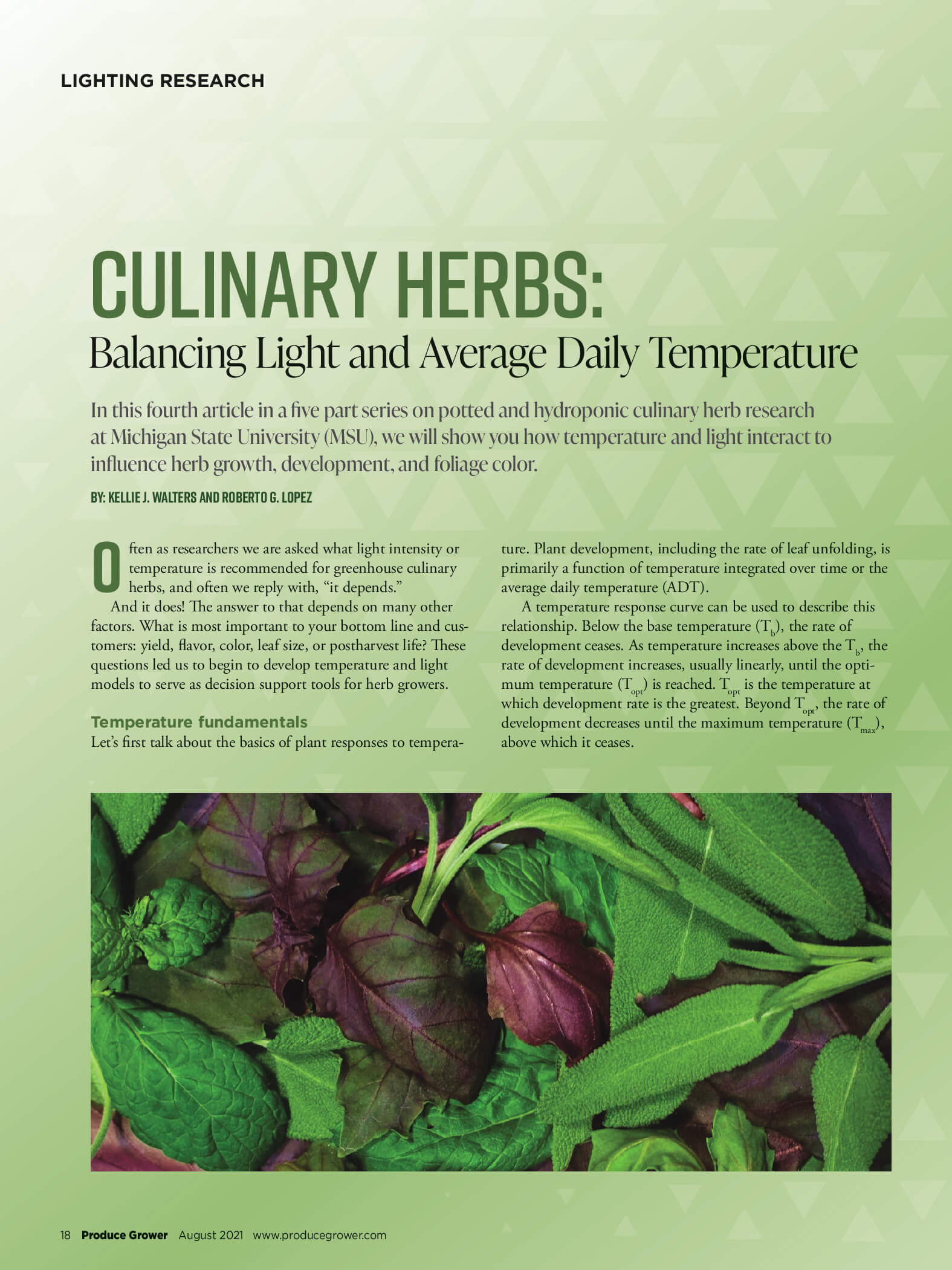 Lopez Lighting Basil